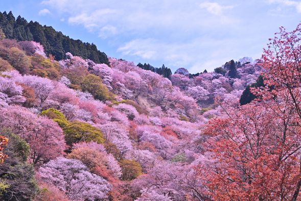 Enjoy Cherry blossom viewing at Mt. Yoshino (120 minutes)
Depending on the cherry blossom conditions in Mt. Yoshino, we may take you to a different location.
If the cherry trees are not in full bloom, we will take you to Ohnaka Park.
