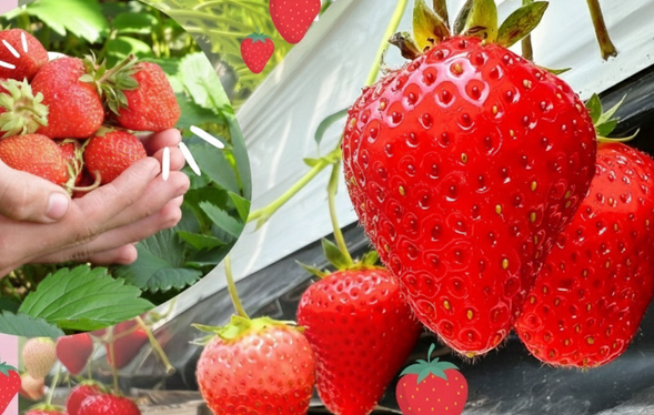 Kofu City, Yamanashi Prefecture
(All-you-can-eat strawberry picking with 6 varieties / Approximately 30 minutes)