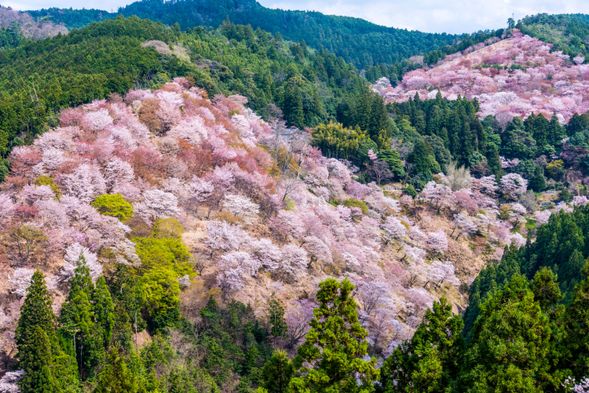 Mt. Yoshino
(Free exploration / approx. 3 hours)
★Lunch will be a boxed meal (with tea)