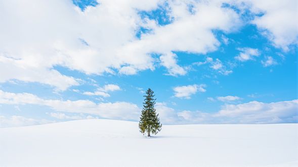 Christmas Tree of Hokkaido (visit about 10 min)
*From where you park your car, walk 5 minutes to the Christmas tree.