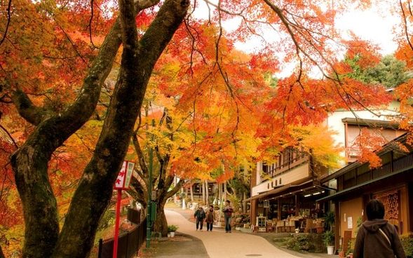 Yoro Park (Approx. 70 min)
Stroll through one of the Hida & Mino 33 Best Autumn Foliage Spots, featuring around 3,000 colorful maple, ginkgo, and other autumn trees.
