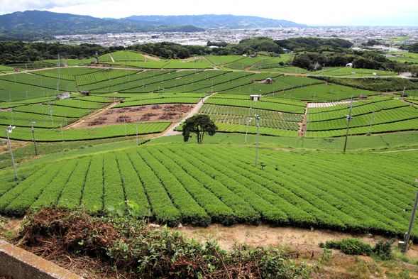 17:00 Yame Central Tea Plantation