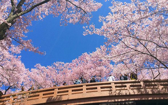 Takato Castle Ruins Park, Takato Sakura Festival
(Enjoy the best view of the Takato Kohigan cherry blossoms! / Approx. 50 minutes)