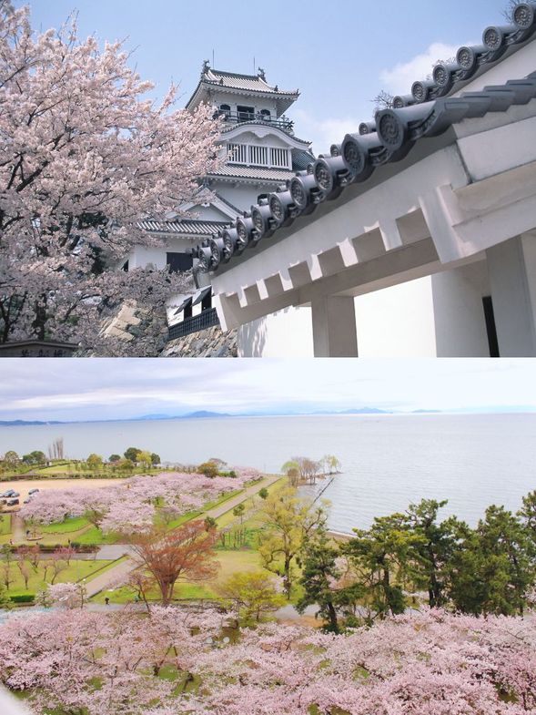 Hikone Castle Area
(Enjoy viewing approximately 1,100 cherry trees in bloom along the castle moat / approx. 60 minutes)