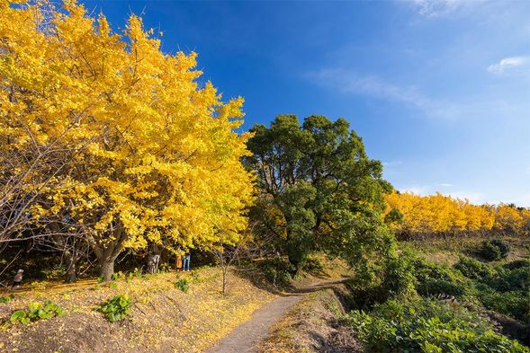 A stroll along Tarumi Ginkgo Tree Avenue