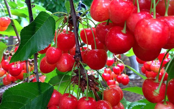 Numata City, Gunma Prefecture
(All-you-can-eat cherry picking / approx. 30 minutes)