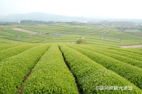 16:00 Yame Central Tea Plantation (60min)