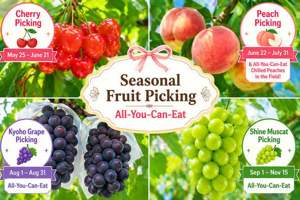 Yamanashi (Koshu City or Fuefuki City)
(Seasonal fruit picking all-you-can-eat / approx. 30 min)