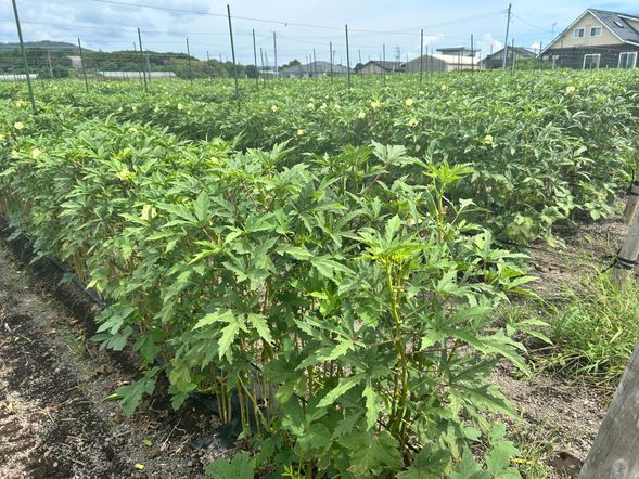 Daikichi Farm
Vegetable Harvest
Smoothie Making