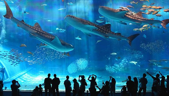 美丽海水族馆(12:25~15:25)