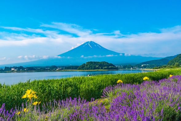 Oishi Park ( cherry blossom and red leaf season, go to Lake Kawaguchi cherry blossom and red leaf viewing spots)