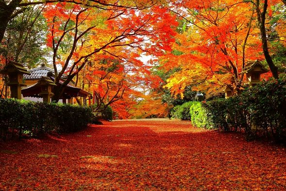 Konomiya Shrine
(Enjoy the hidden autumn foliage spot in Omi, featuring a breathtaking tunnel of vibrant red maples! / Approx. 40 mins)