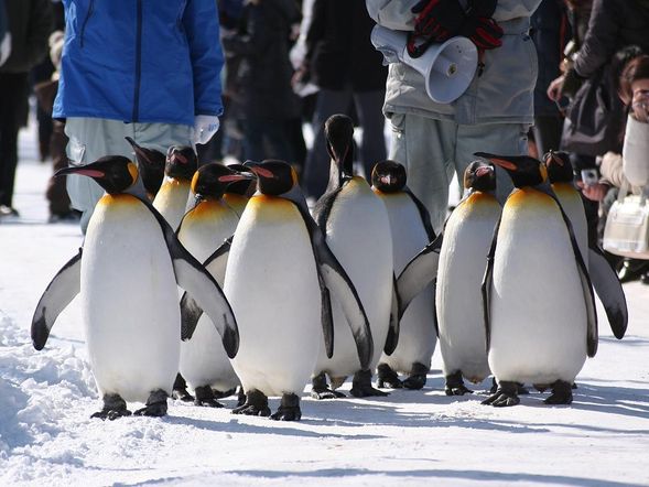 - Penguin Walk starts at 14:30 -