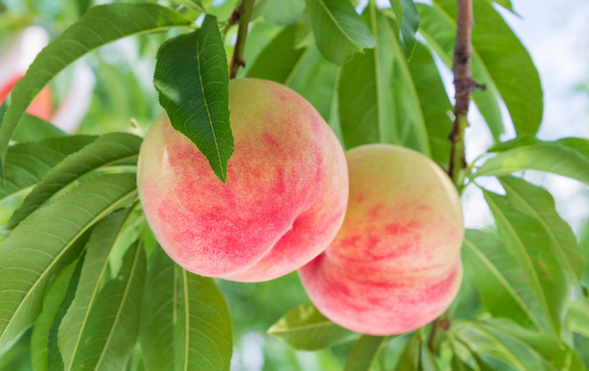 Oyama City, Tochigi Prefecture
Peach picking experience and shopping (approximately 30 minutes)
Skyberry gelato will be provided before departure