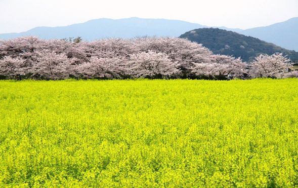Fujiwara Palace Ruins
(Enjoy the beautiful contrast of rapeseed flowers and cherry blossoms / approx. 30 minutes)