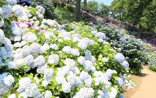 Odawara Castle Park
(Enjoy hydrangeas and irises in bloom / approx. 30–50 min)