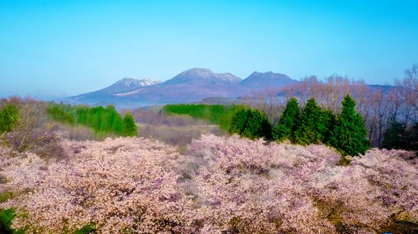 10:20 Arrive at Nagayu Onsen Shidare-zakura no Sato (Weeping Cherry Blossom Village)