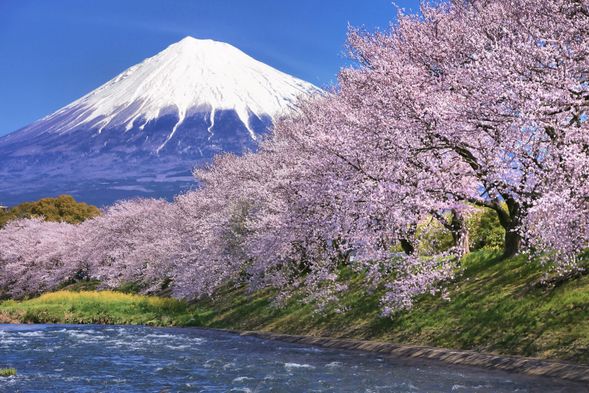 Ryuganbuchi(龍巌淵)
Enjoy the breathtaking view of Mount Fuji and cherry blossoms.