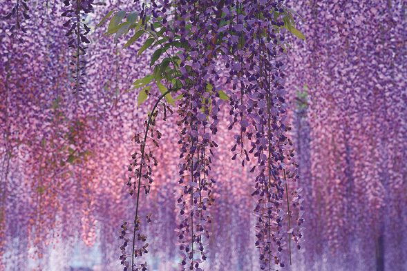 A purple paradise awaits: Experience the fleeting magic of our seasonal wisteria.
