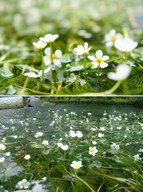 Samegai-juku Area
Enjoy viewing the beautiful Baikamo flowers blooming in the clear stream (Approx. 50 min)