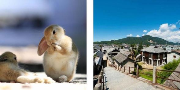 Okunoshima and Takehara plan
(less transfer time)