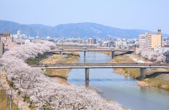 Asuwa River Cherry Blossom Avenue
(Enjoy the approximately 600 cherry blossom trees that line the Asuwa River, selected as one of Japan's Top 100 Cherry Blossom Spots / Approx. 70 minutes)