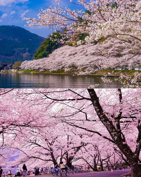Kaizu Osaki
(Selected as one of Japan’s Top 100 Cherry Blossom Spots; enjoy a stroll among the spectacular cherry trees along the shores of Lake Biwa / approx. 30 minutes)