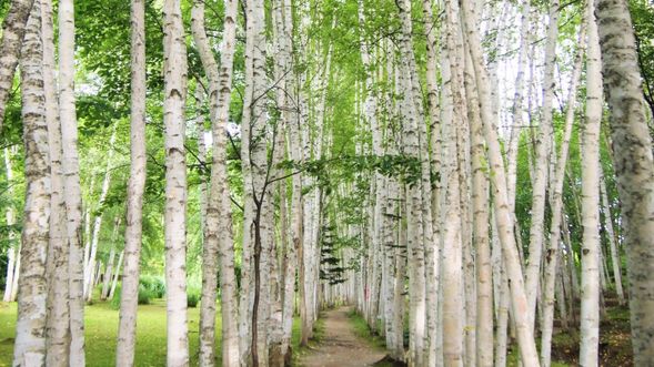 Takushinkan / White birch corridor (20 mins)
*The Galley and toilets are close from 1 Apr to 23 Apr.
*The imege is during green season.
There might be snow or you not see green leaves.