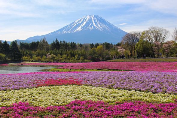 Pink moss Plan
※Limited time only from mid-April to late May
Fuji Motosuko Resort
