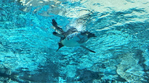 Arrive at Asahiyama Zoo (3h15mins)
※Lunch is up to each individual, so please make plans accordingly. Note that the restaurants and gift shops inside the park will be crowded on weekends, holidays and during summer vacation, so we suggest you purchase a lunch box ahead of time, or bring your own lunch.