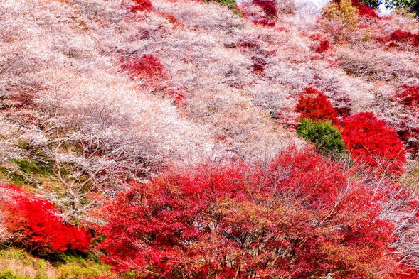 Obara Fureai Park (Obara Shikizakura Festival)
★Enjoy the collaboration of the pink of the four seasons cherry blossoms, which bloom in autumn, and the miracle of the bright red autumn leaves.
(approx. 60 mins)