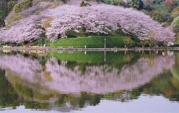 Rengeji Pond Park (Strolling while enjoying the cherry blossoms/ approx. 50 minutes)