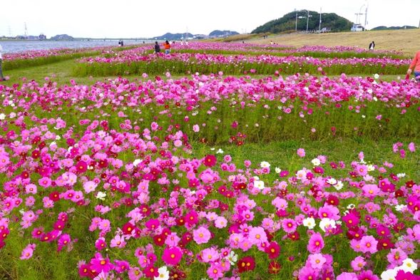 10:15 Mizumaki Cosmos Garden (60min)
