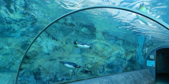Asahiyama Zoo(120min)
※Admission is charged
