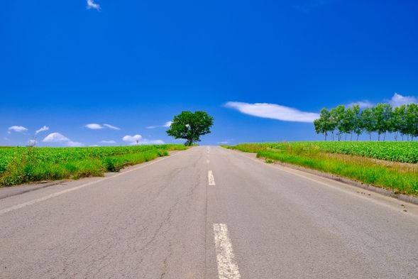 Biei Patchwork Road/Tree of Seven Stars (view from bus)