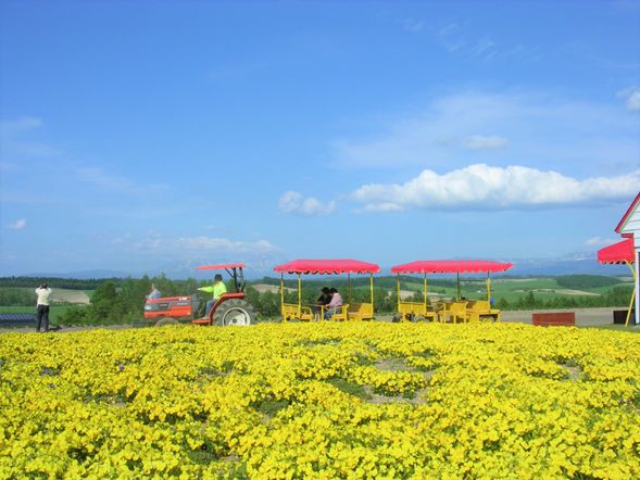 ▶Shikisai-no-Oka 【40 min】(Admission Fee included)
Shikisai-no-Oka Recommendation :
・Soft Served Ice Cream
Made with fresh morning milk harvested in Biei. Choose from Milk, Lavender, Lavender Mix, Melon (seasonal), Melon Mix (seasonal). ¥350 each