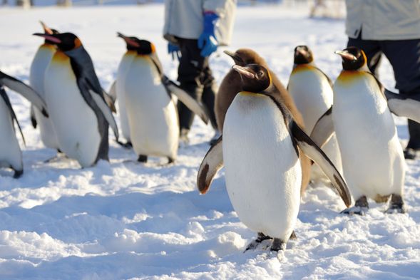 Asahiyama Zoo (Admission Ticket Included / approximately 2 hours stay)