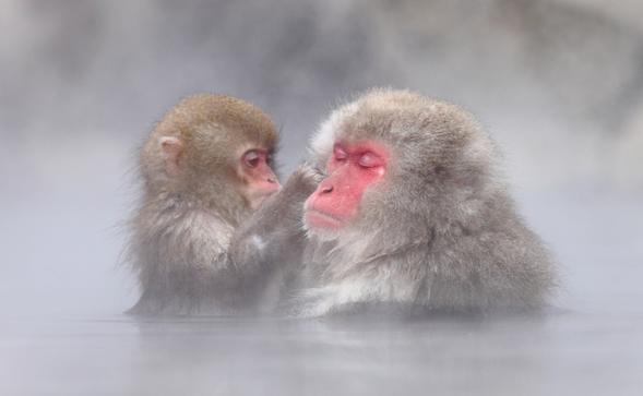 Arrive at the park and enjoy watching the wild macaques bathing in the onsen and going about their lives.
