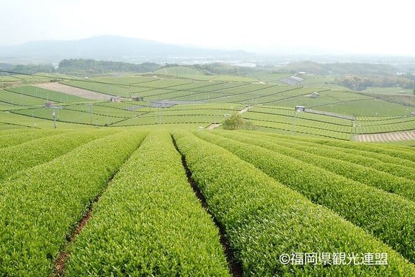 Yame Central Tea Plantation(30min)