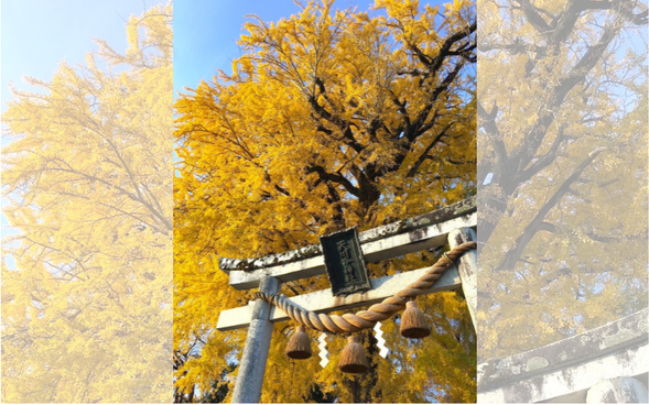 Amakawa Inochi Shrine & Amenomori Hoshu-an (Approx. 50 min)
Admire the centuries-old giant ginkgo tree and the vibrant autumn foliage surrounding the historic Japanese garden.