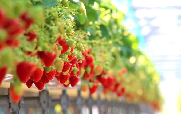 Strawberry Farm (All-you-can-eat strawberry picking / approx. 20 min)
