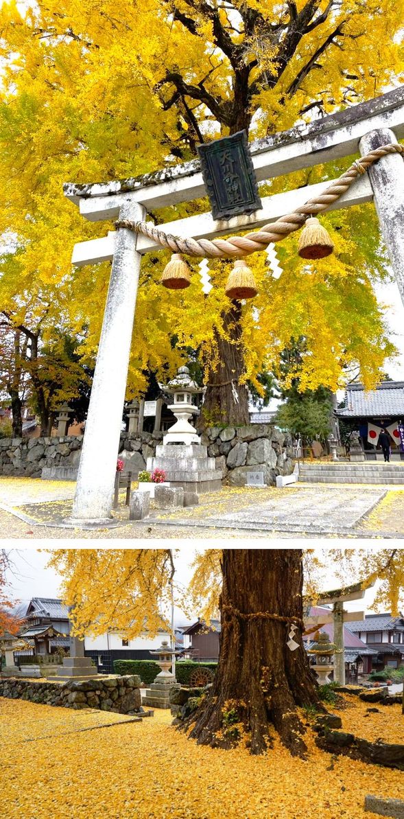 Amakawa Mikoto Shrine
View the giant ginkgo tree, designated as a Natural Monument of Shiga Prefecture.
(Combined with visit to Amamori Hoshu-an