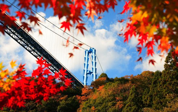 Ryujin Suspension Bridge
(Ibaraki Autumn Spot ② Stroll across Honshu’s largest suspension bridge amidst autumn colors)