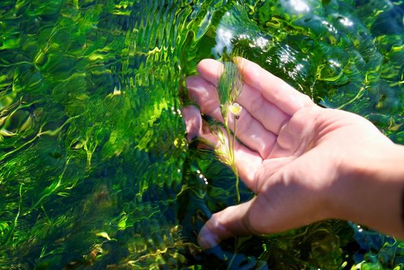 Strolling around Samegai-syuku on the Nakasendo Road(60 minutes)