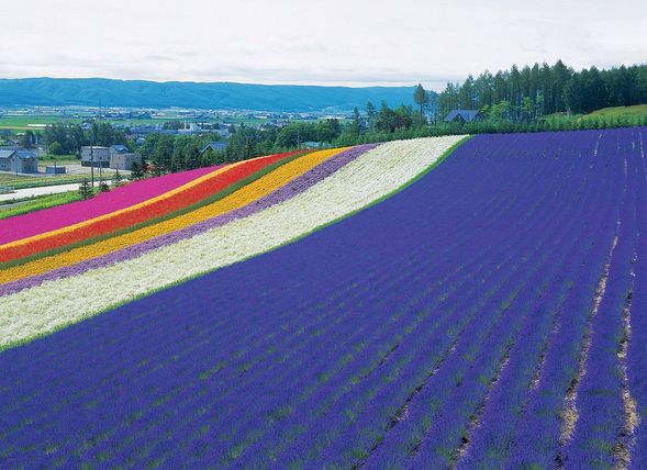 Farm Tomita (Free activities 80 mins)