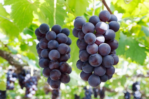 Kōshū City, Yamanashi Prefecture
(All-you-can-eat grape picking / approx. 30 minutes)