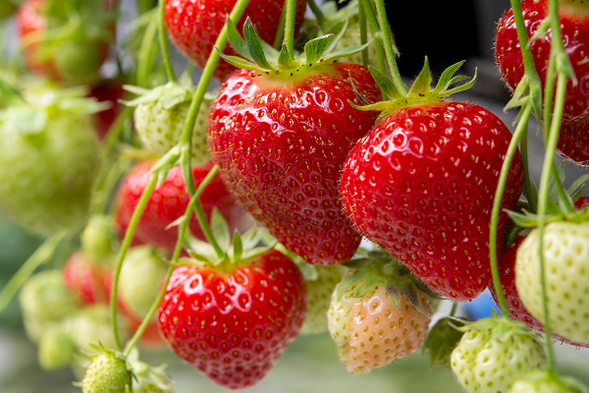 Furusato Farm Minoseki (All-you-can-eat fresh strawberry picking in the beautiful countryside. / 35mins)
