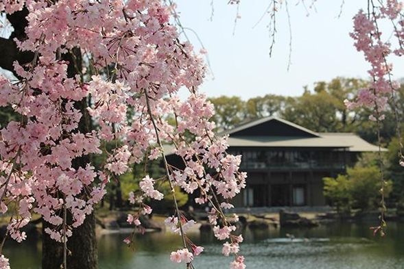 Cherry Blossom Viewing at Tokugawa Garden
(80min / Admission fee included)