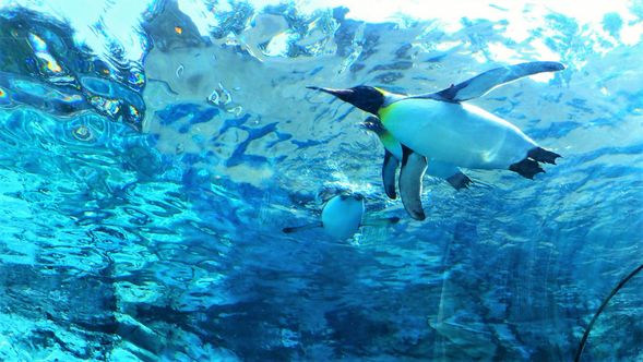 Asahiyama Zoo (90 mins)