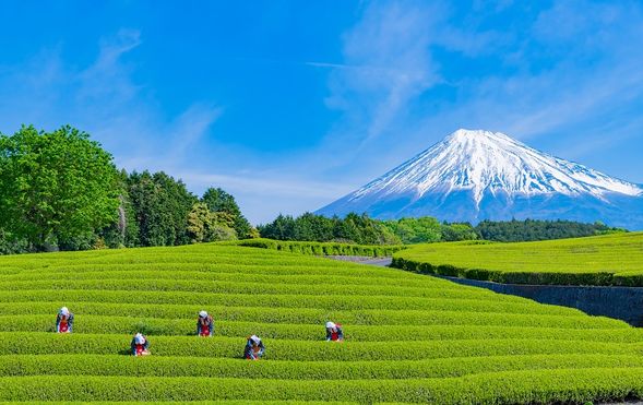Ōbuchi Sasaba
(A stroll through one of the few spots offering unobstructed views of Mt. Fuji across tea fields free from power lines / approx. 40 min)